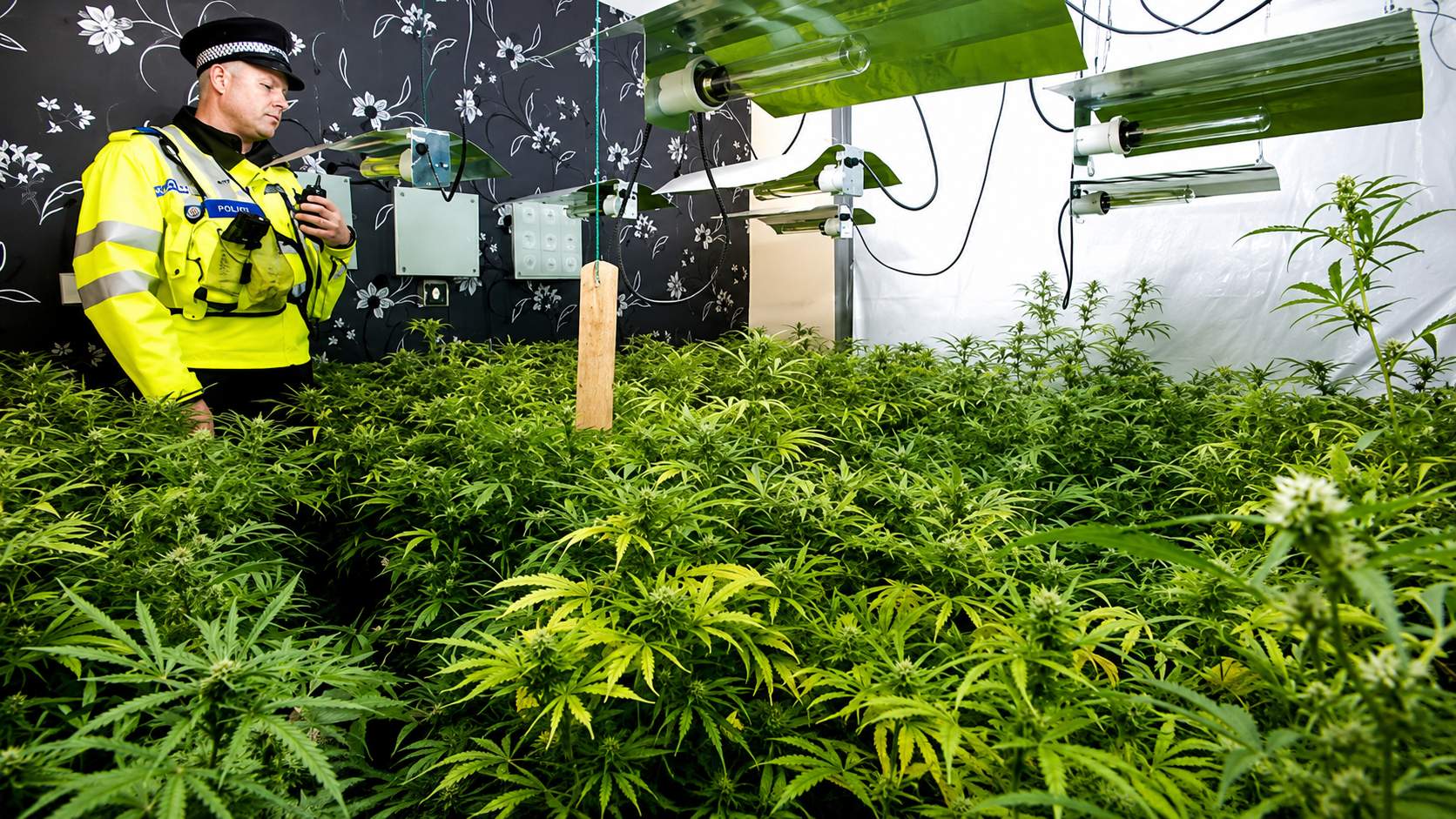 Massive Cannabis Farm Found In The North East Valued At £1.5m