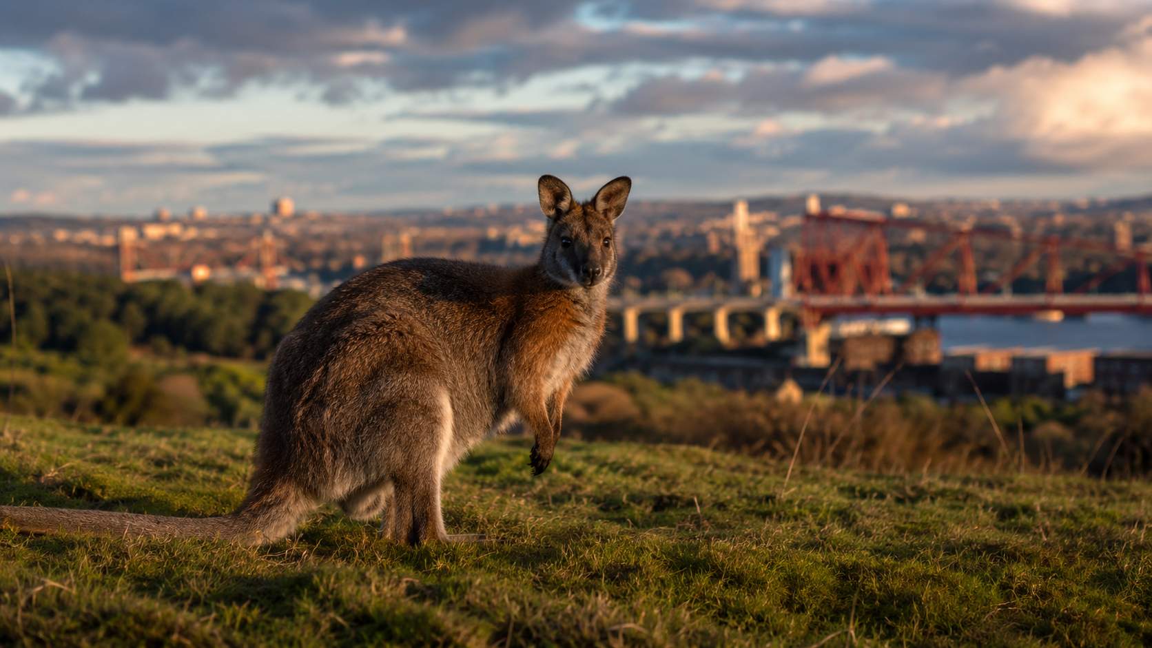 Mystery of Newcastle's Wallabies Explained as Sightings Rise