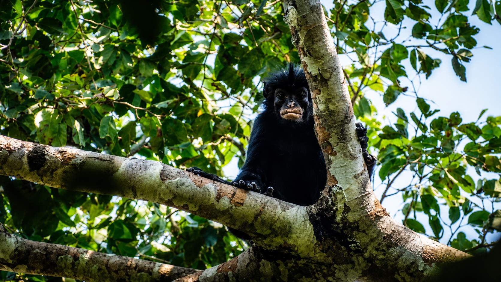 New Monkey Species Found In DRC After 18-Year Mystery