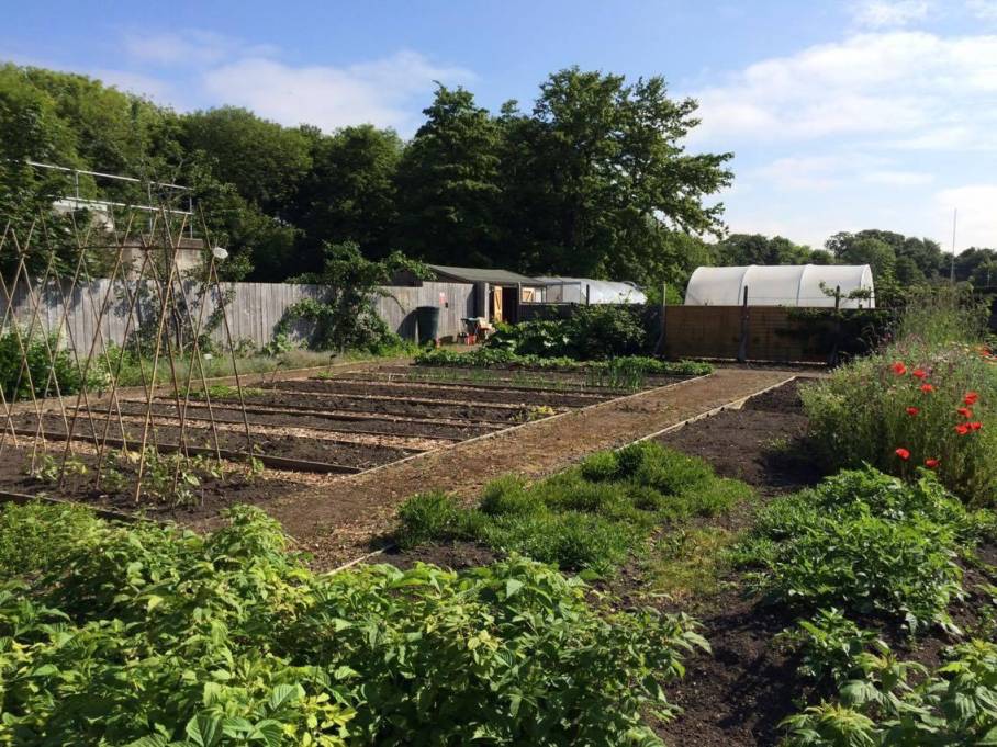 Newcastle Allotments - Boosting Urban Sustainability and Community Spirit