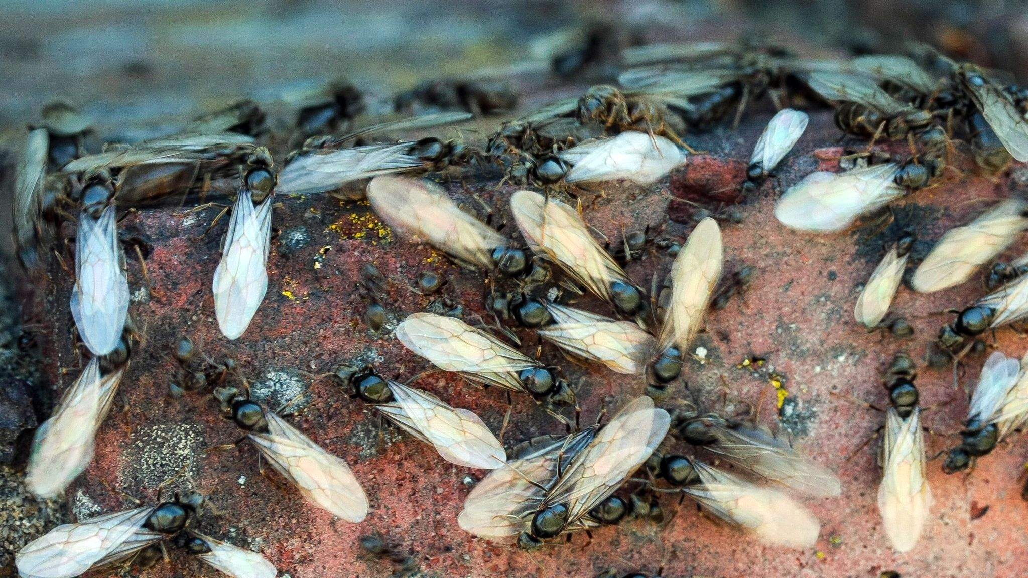 Newcastle Homes Facing This Years Flying Ant Season