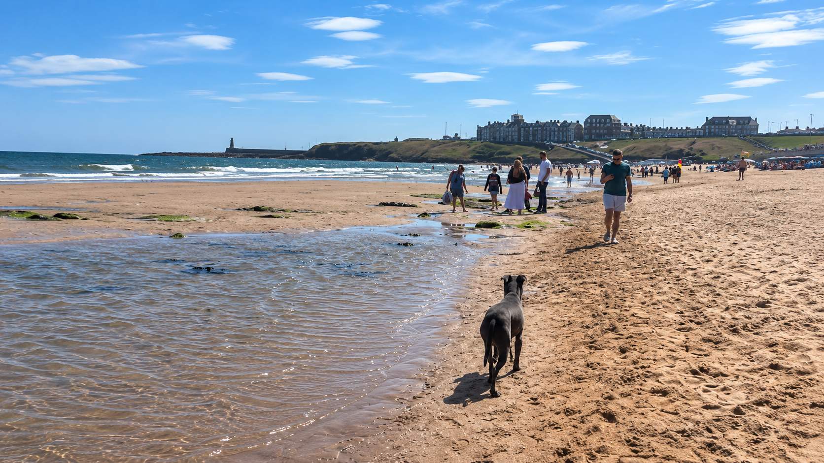 The Best Dog-Friendly Beaches Near Newcastle